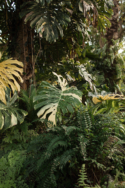 佛罗里达棕榈滩稀有热带白色杂色Monstera Deliciosa“Albo”植物